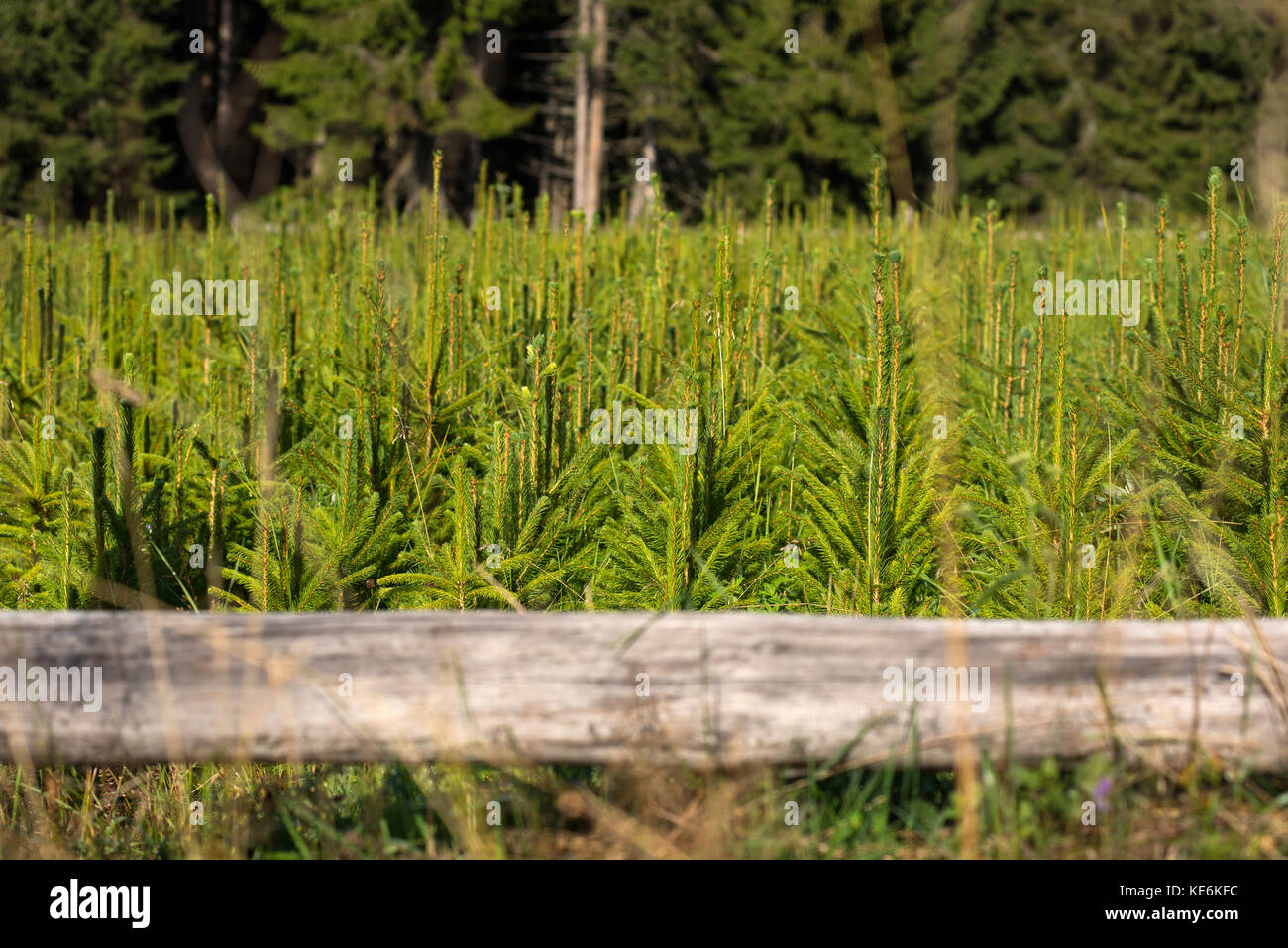 Fir Tree nursery, giovane abete. crescente coltivazione fir Foto Stock