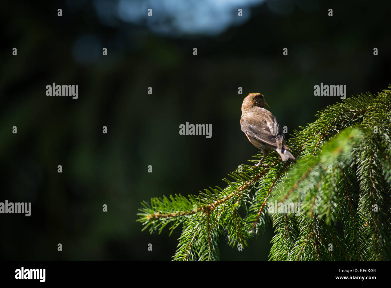 Rosso (crossbill loxia curvirostra) un piccolo passerine bird su un abete Foto Stock