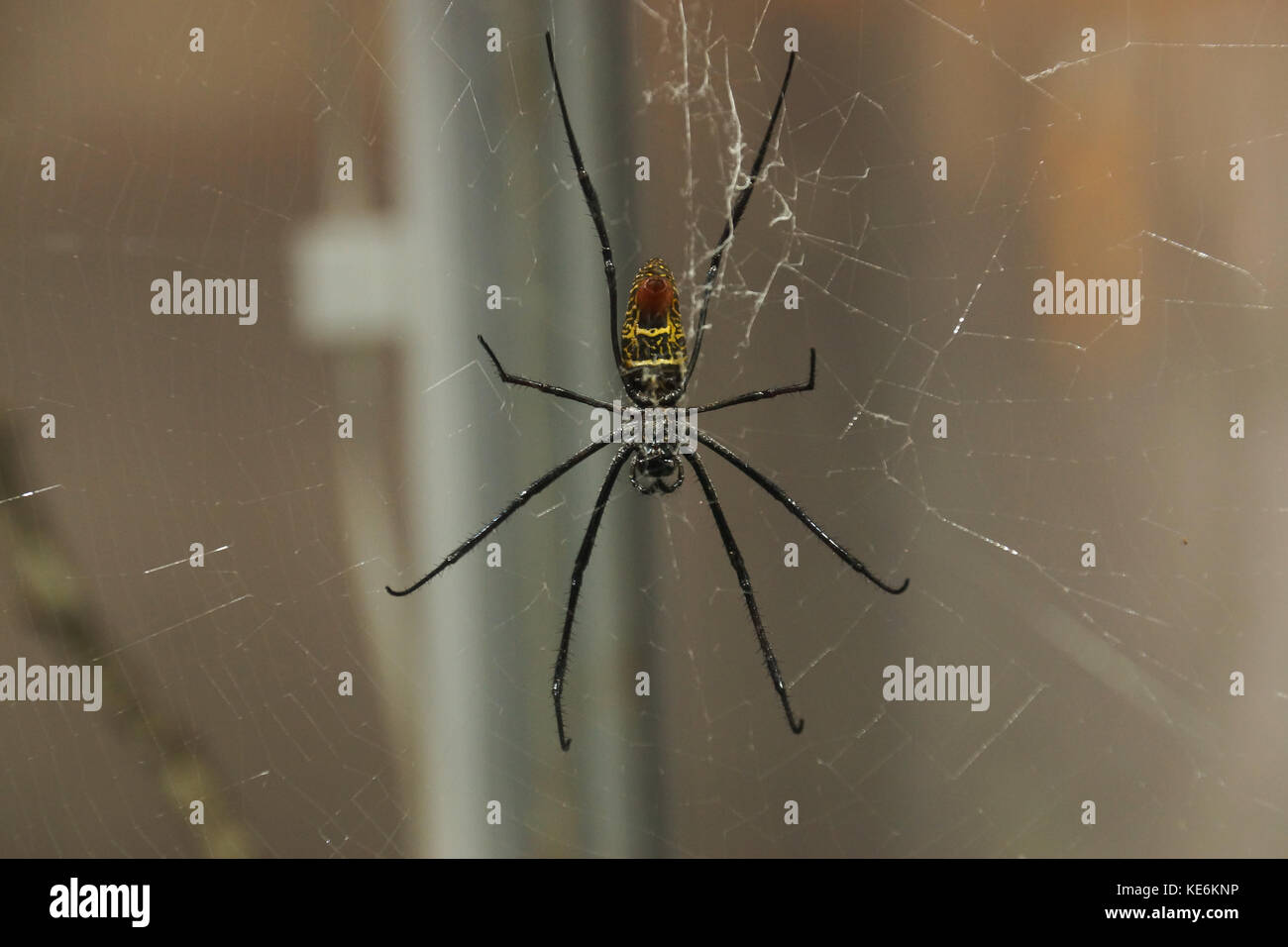 Una seta dorata orb weaver spider nel Devon, Regno Unito Foto Stock