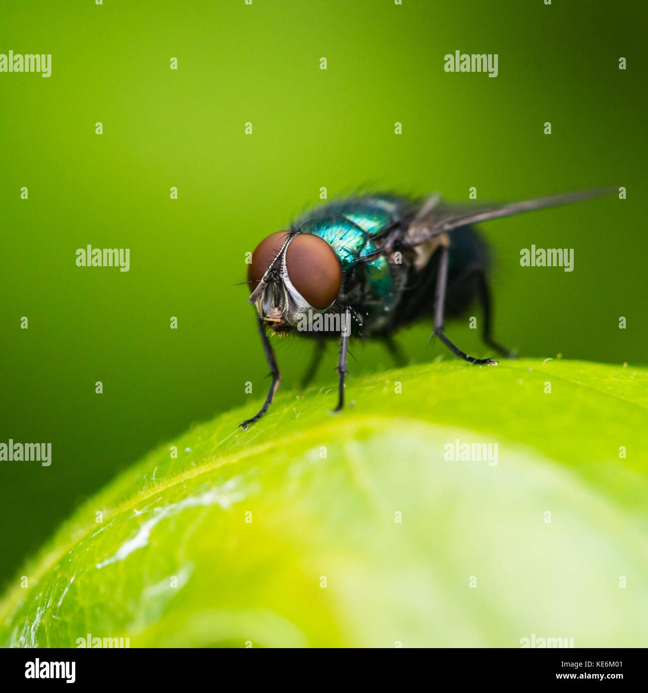 Una macro shot di greenbottle volare seduto su una foglia verde. Foto Stock