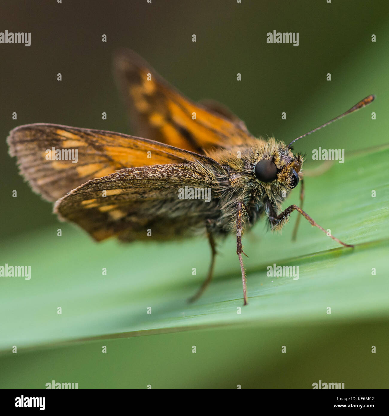 Una ripresa macro di un grande skipper butterfly appoggiata su una foglia verde. Foto Stock