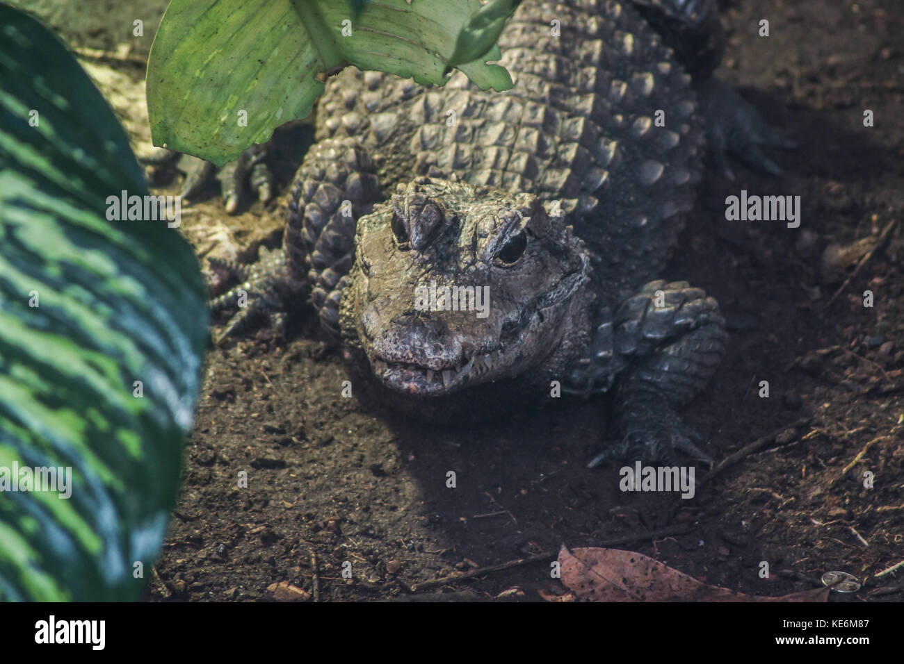 Un coccodrillo fuori dall'acqua nel Devon, Regno Unito Foto Stock
