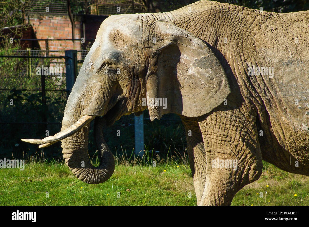 Un africano grigio elefante alimenta nel Devon, Regno Unito Foto Stock