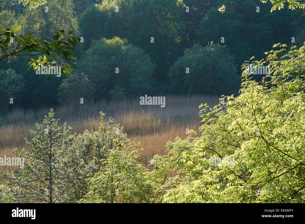 Terra di pascolo a Porthmadog, Wales, Regno Unito Foto Stock