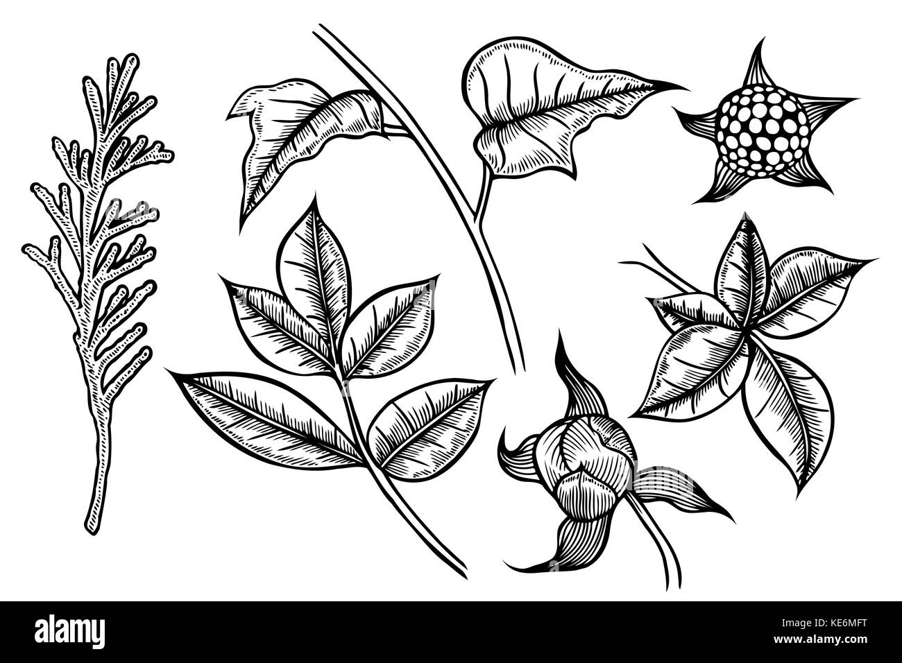 Insieme di piante dipinte a mano, un ramo di abete o di tuja, fronde e fiori Illustrazione Vettoriale