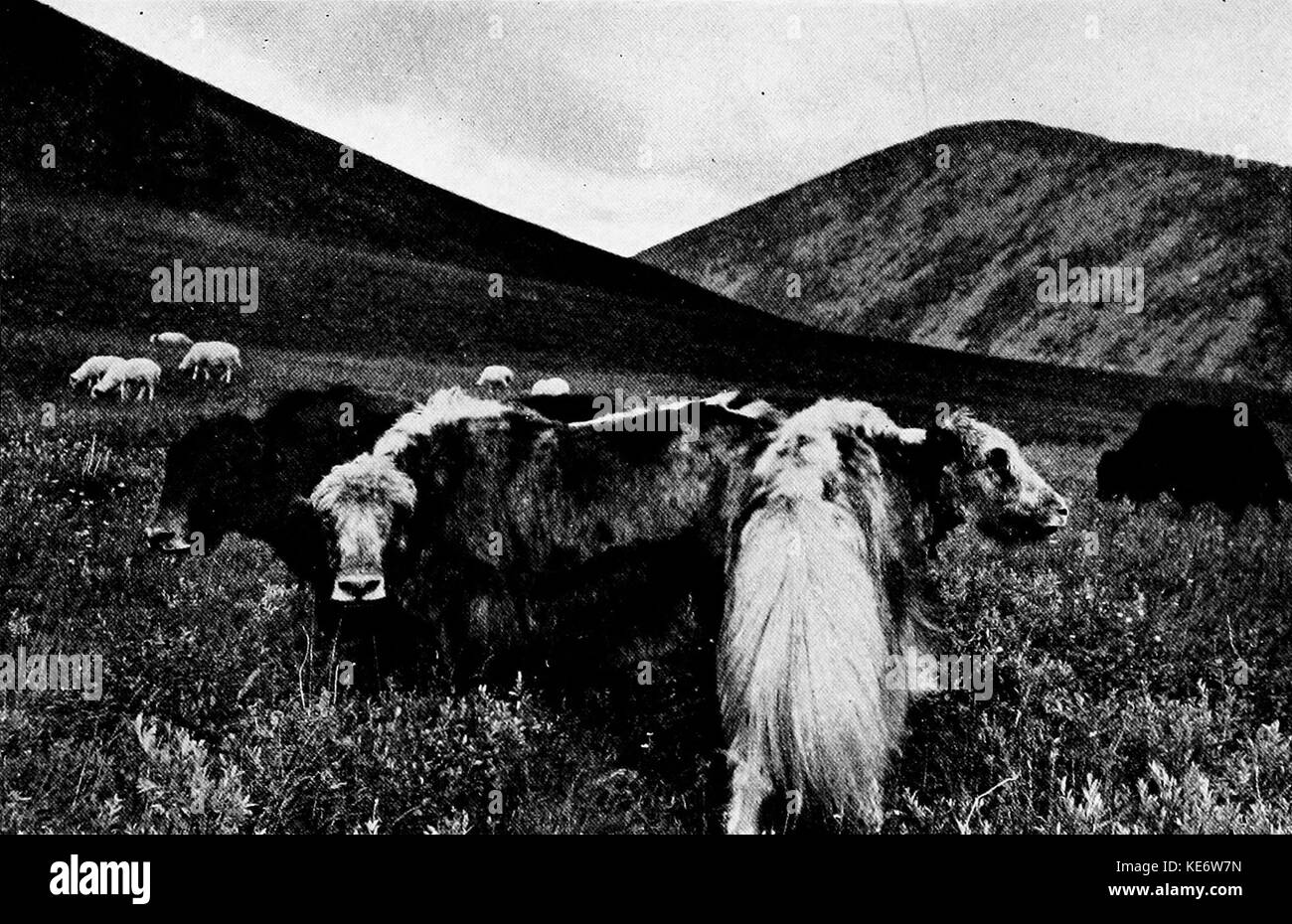 Yak tibetani Foto Stock