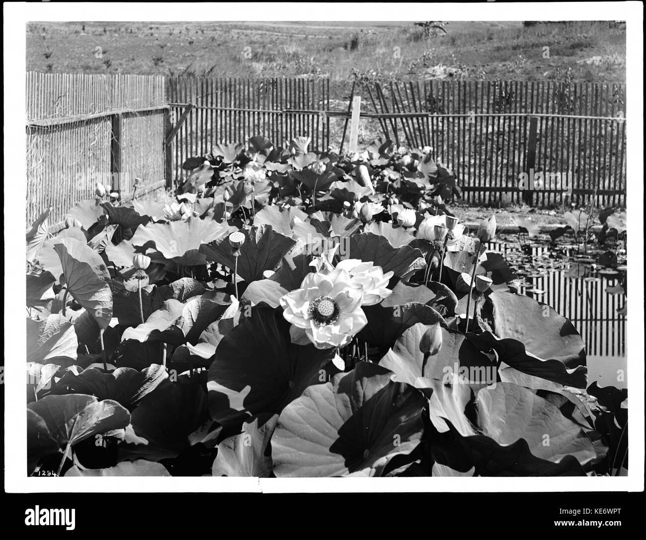 Sturdivant's Garden su Franklin Avenue, Hollywood, California, ca.1920 (CHS 1294) Foto Stock