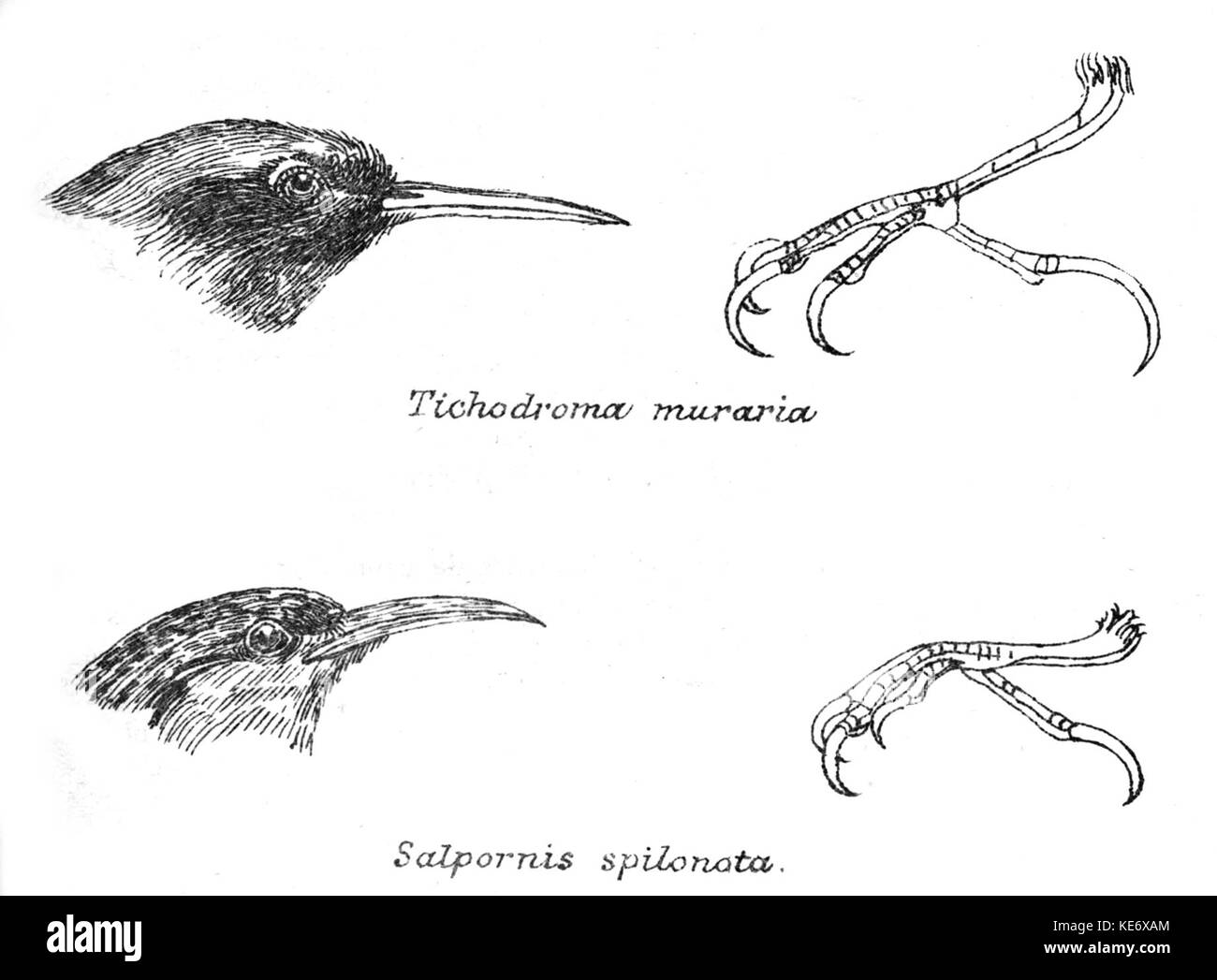 Il Tichodroma Salpornis, noto anche come wallcreeper, è un piccolo uccello passerino che si trova nelle regioni montuose dell'Europa e dell'Asia. Conosciuto per il suo vivace piumaggio rosso e nero, è spesso visto scalare le scogliere in cerca di insetti. Foto Stock