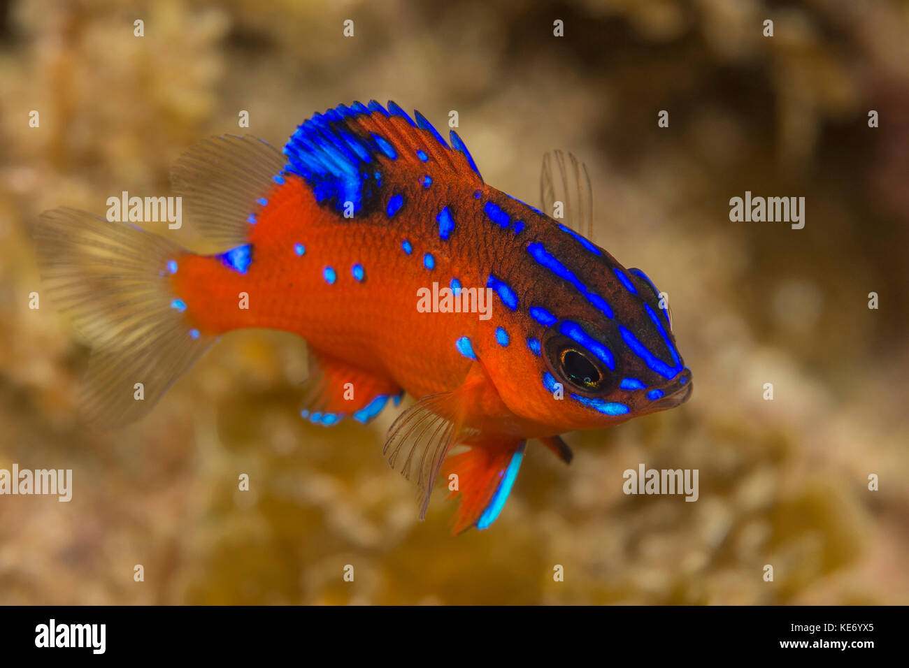 I capretti garibaldi, pesce hypsypops rubicundus, Isola Catalina, california, Stati Uniti d'America Foto Stock