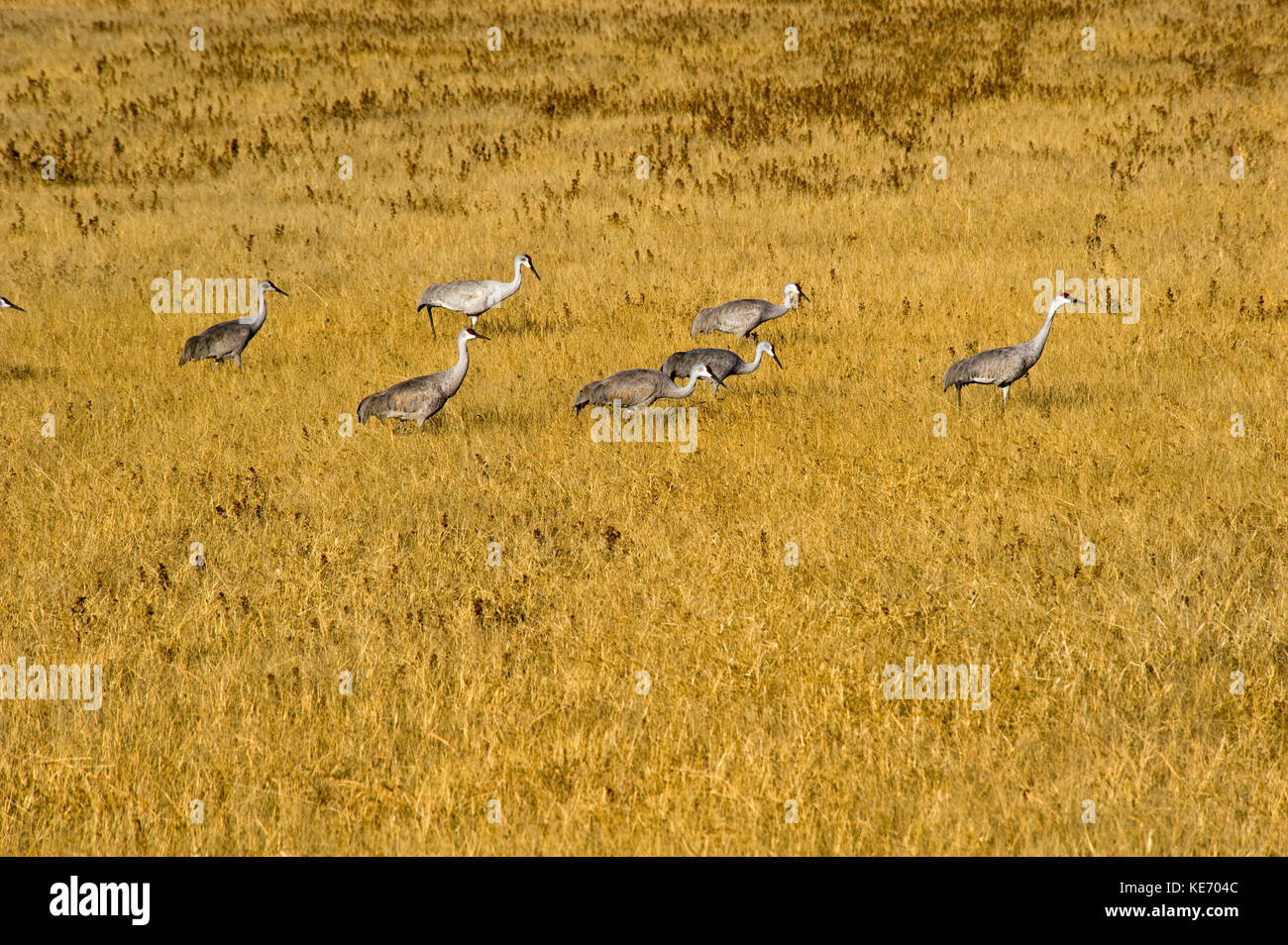 Gru sandhill alimentando in Bosque del Apache National Wildlife Refuge Foto Stock