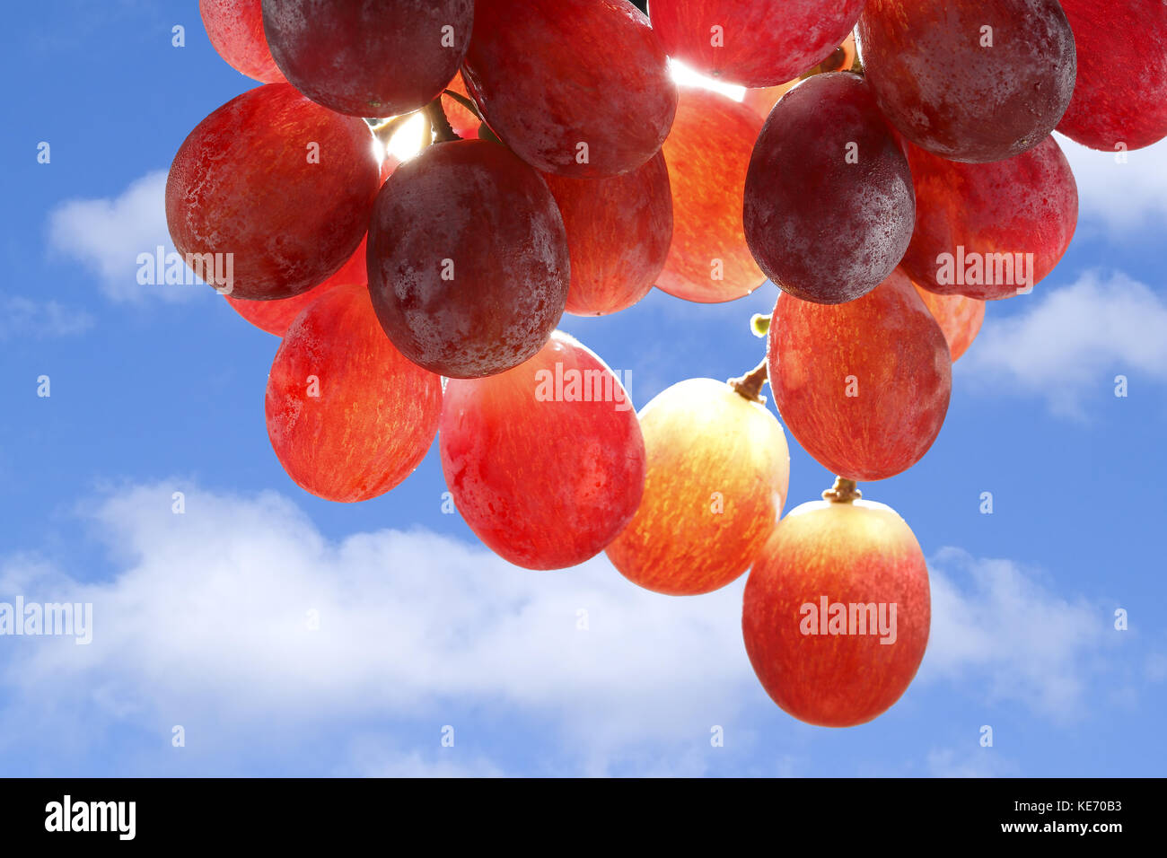 Il sole che splende attraverso un grappolo di uva rossa Foto Stock