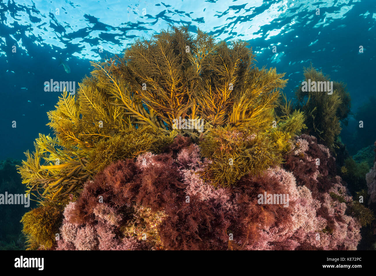 Varietà di alghe, Isola Catalina, california, Stati Uniti d'America Foto Stock