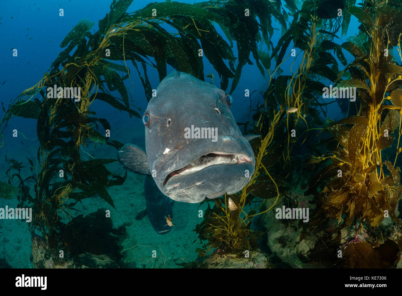 Giant spigola nella foresta di kelp, stereolepis gigas, Isola Catalina, california, Stati Uniti d'America Foto Stock