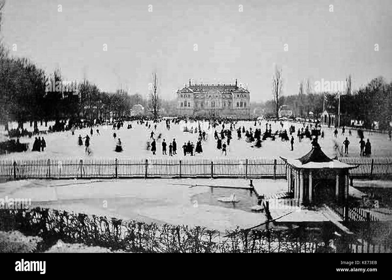 Cigni nel loro accampamento invernale nel loro stagno sul loro swan house Foto Stock