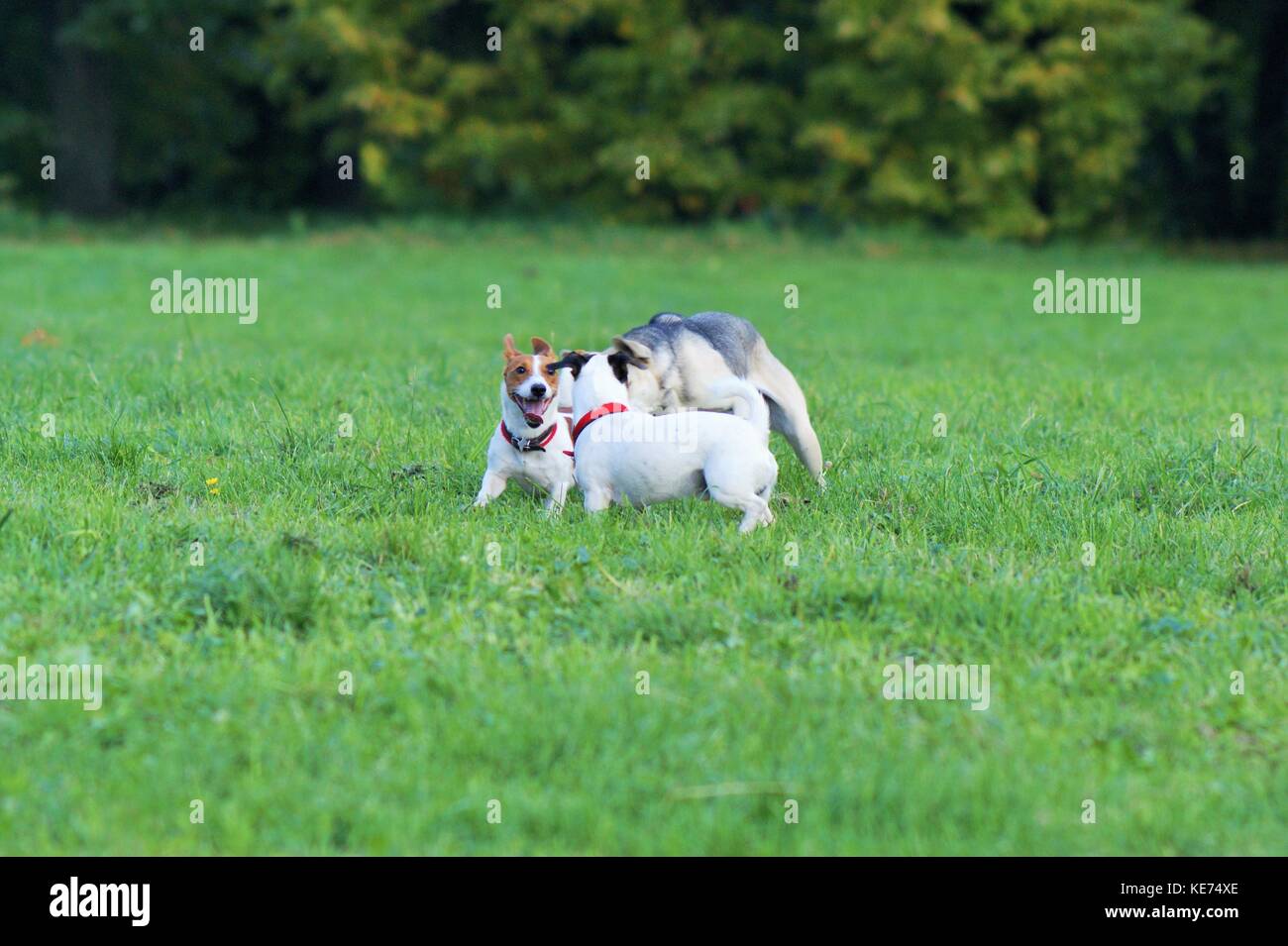 Cani giocando sul prato Foto Stock