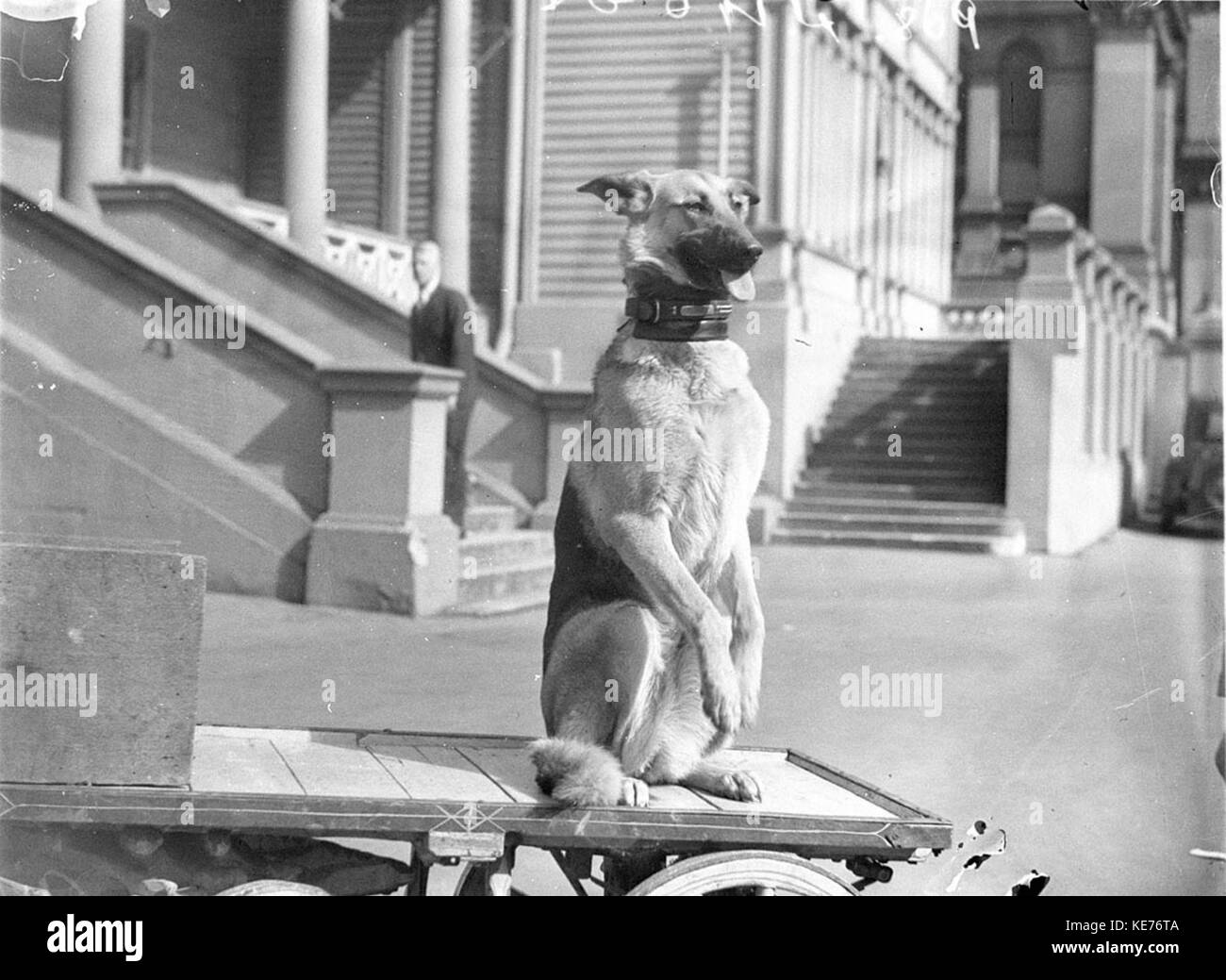 42878 Un cane fa un gesto accattivante da un dogcart Foto Stock