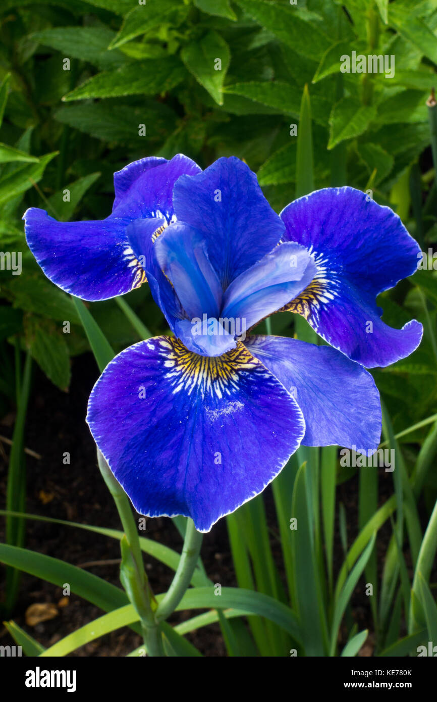 Blu iris sibirica - bordo color argento Foto Stock
