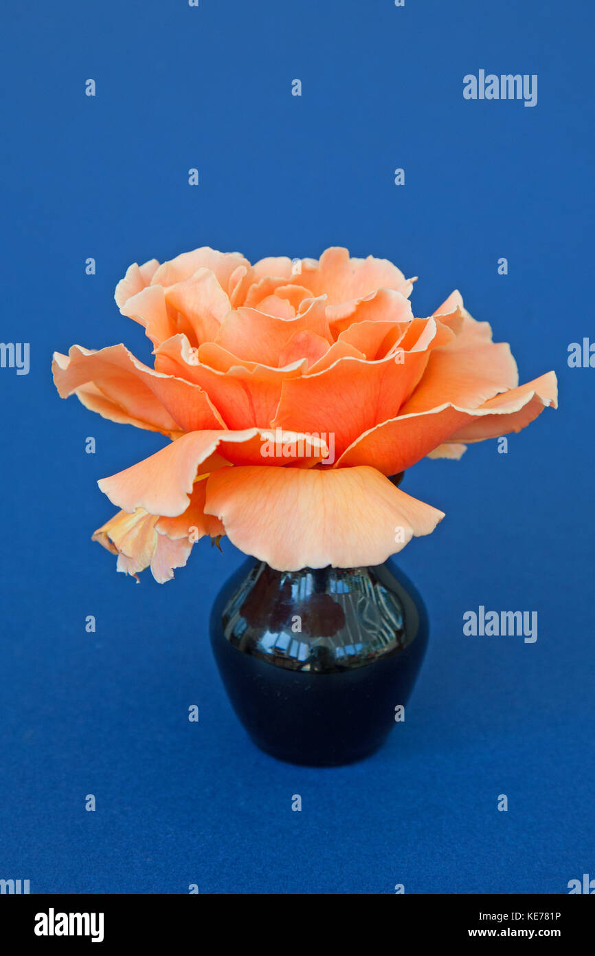 Appena joey, rosa salmone hybrid rosa tea con uno sfondo blu Foto Stock