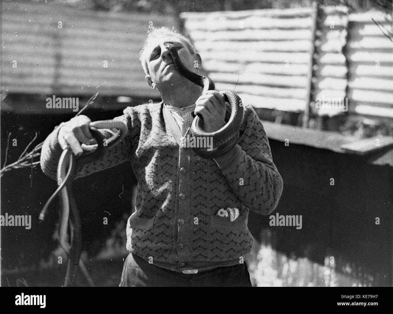 42401 George Cann eyeball al bulbo oculare con un serpente nero Foto Stock
