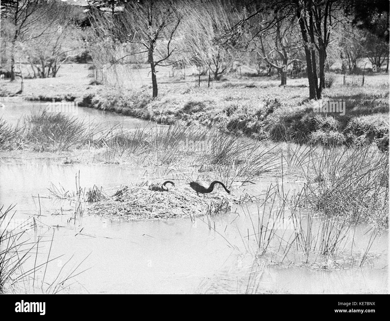 7158 coppia di cigni neri sul loro nido Centennial Park Foto Stock