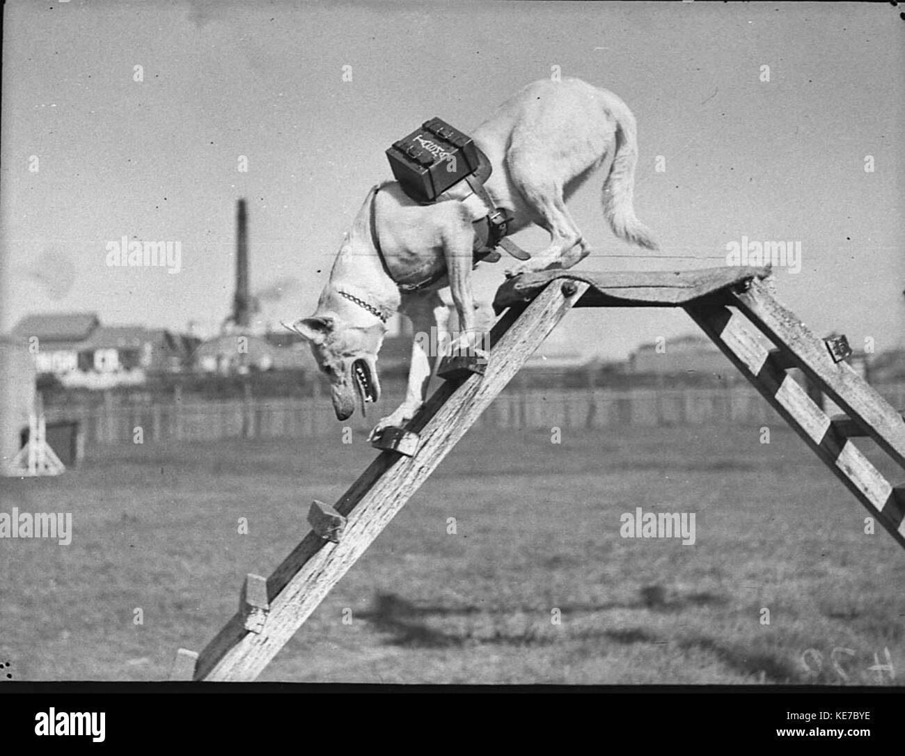 Polizia 23077 cane Zoe con set di ricezione sul retro Foto Stock