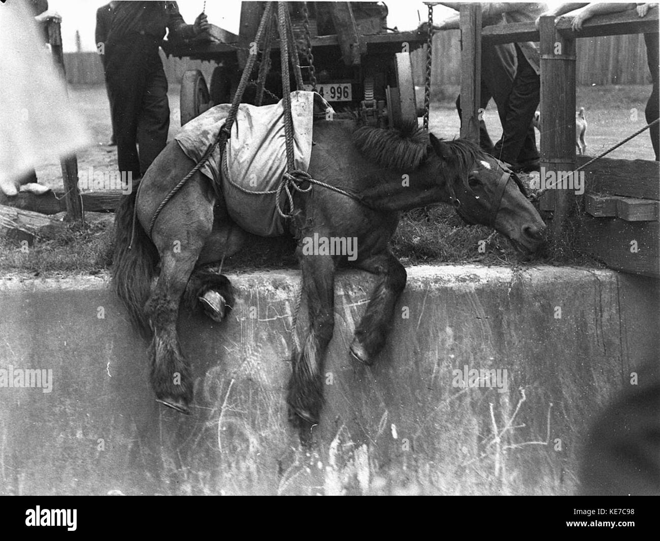 Questa immagine raffigura il salvataggio di un balsamo da uno scarico d'acqua piovana ad Alessandria, mostrando gli sforzi per salvare l'animale da una situazione potenzialmente pericolosa. Il salvataggio è una dimostrazione di emergenza per la cura degli animali e l'intervento urbano in contesti urbani. Foto Stock