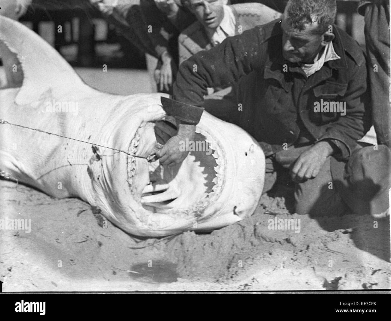 Un avvistamento di squali a Watsons Bay, in Australia, viene catturato in questa immagine. Watsons Bay è conosciuta per le sue pittoresche vedute e la fauna acquatica, comprese le popolazioni di squali nelle acque circostanti. Foto Stock