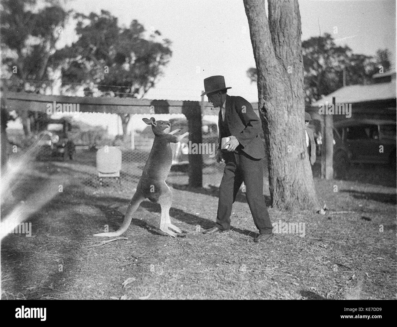 Un'immagine di un canguro in piedi sulle sue gambe posteriori, impegnato in un'interazione immaginaria con un uomo. La scena è una rappresentazione giocosa e immaginativa dell'animale. Foto Stock