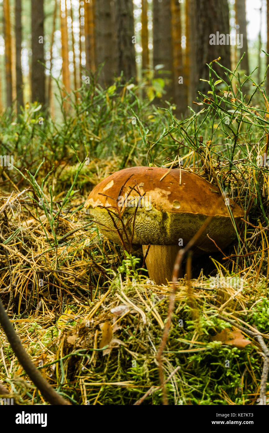 Foto verticale di molto vecchio cep. funghi commestibili cresce da muschio ed erba con pochi ramoscelli secchi e gli aghi intorno nella foresta. Il cappuccio è marrone come uno stelo. Foto Stock
