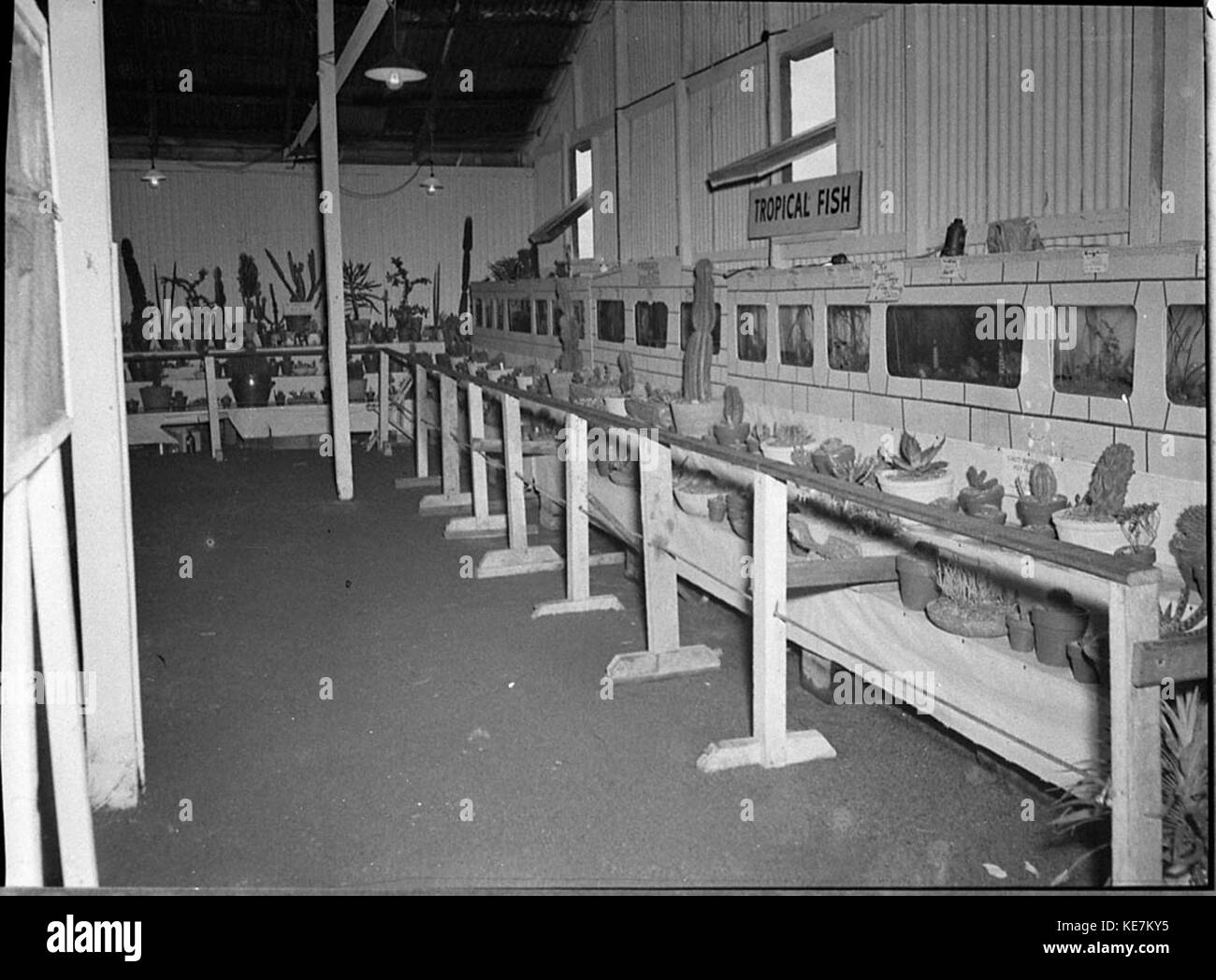 37884 Terzo giorno di Newcastle Visualizza Foto Stock