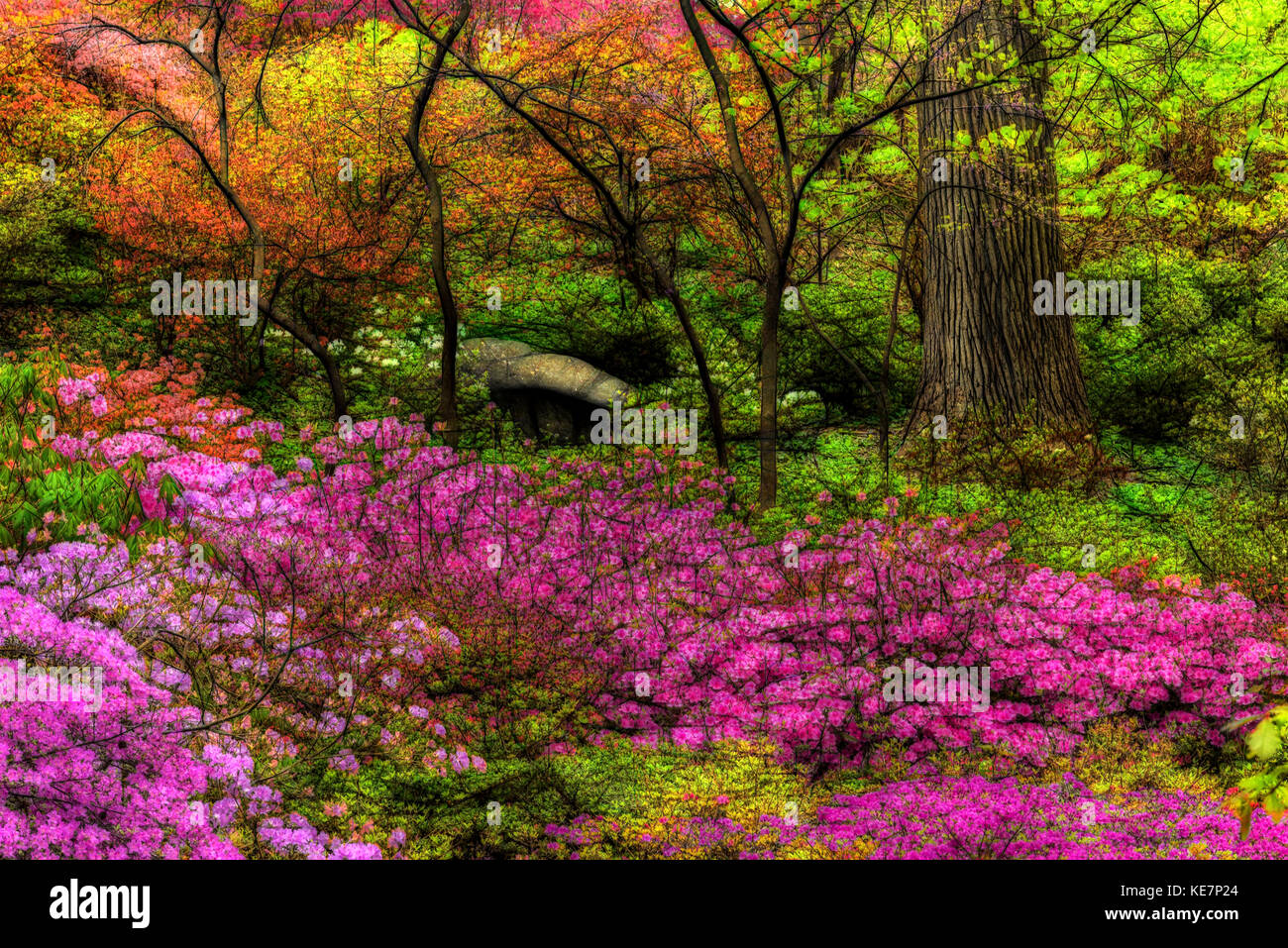 Azalea giardino, New York Giardino Botanico; Bronx, New York, Stati Uniti d'America Foto Stock