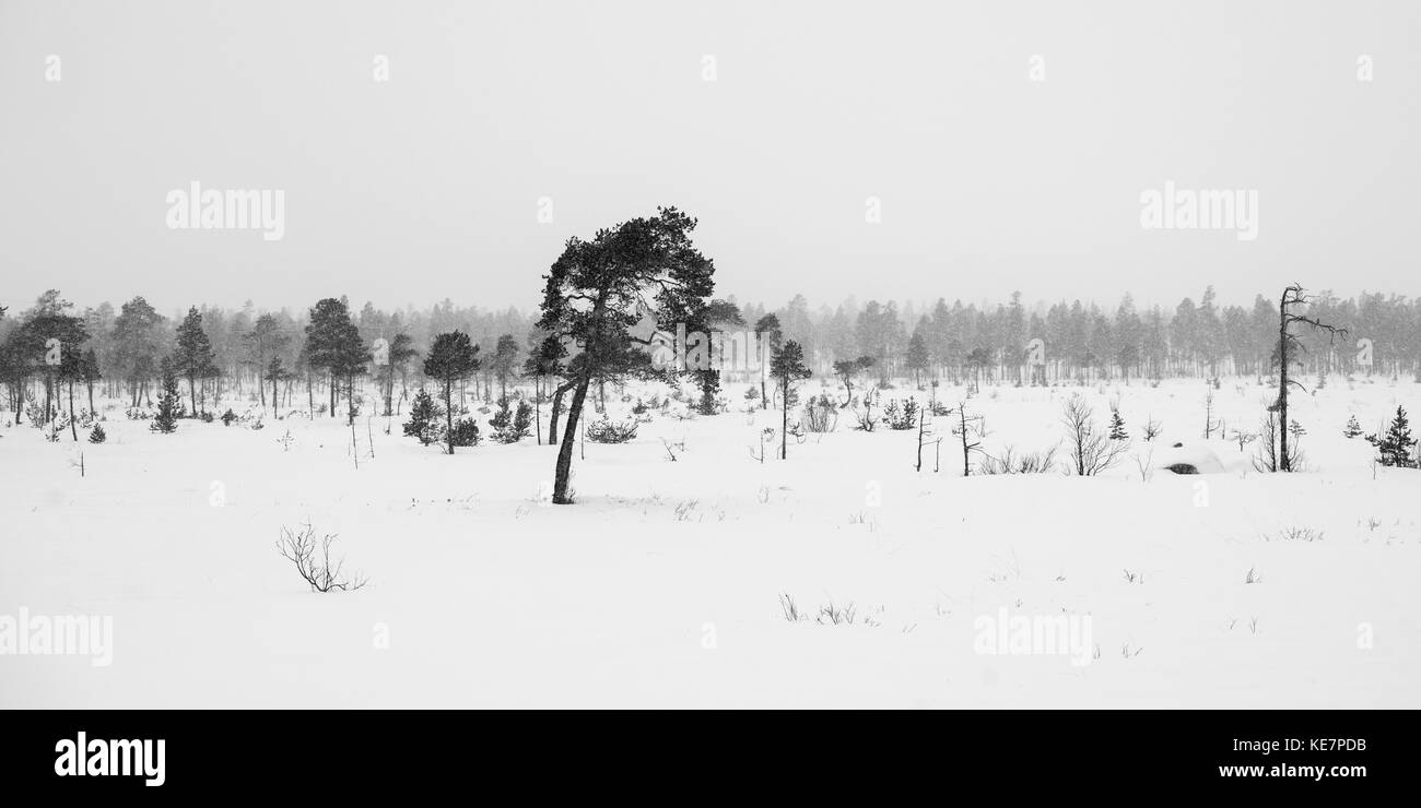 Un paesaggio desolato di un campo Snow-Covered con alberi sotto un cielo nuvoloso; Arjeplog, Norrbotten County, Svezia Foto Stock