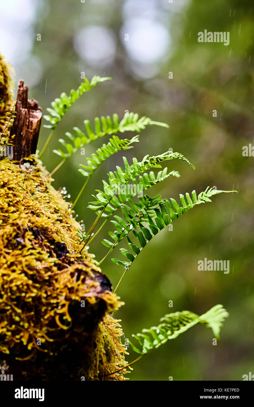 Felci di liquirizia (Glycyrrhiza Polypodium) crescente a partire dal lato di un Log, Cape Scott Parco Provinciale; British Columbia, Canada Foto Stock