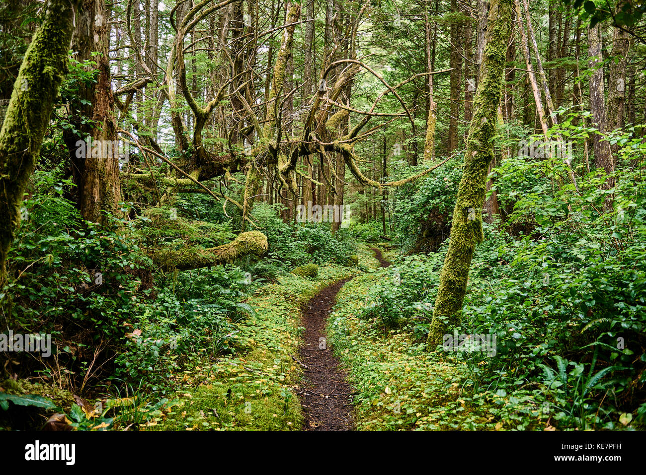 Lussureggiante fogliame in una foresta pluviale temperata, Cape Scott Parco Provinciale; British Columbia, Canada Foto Stock