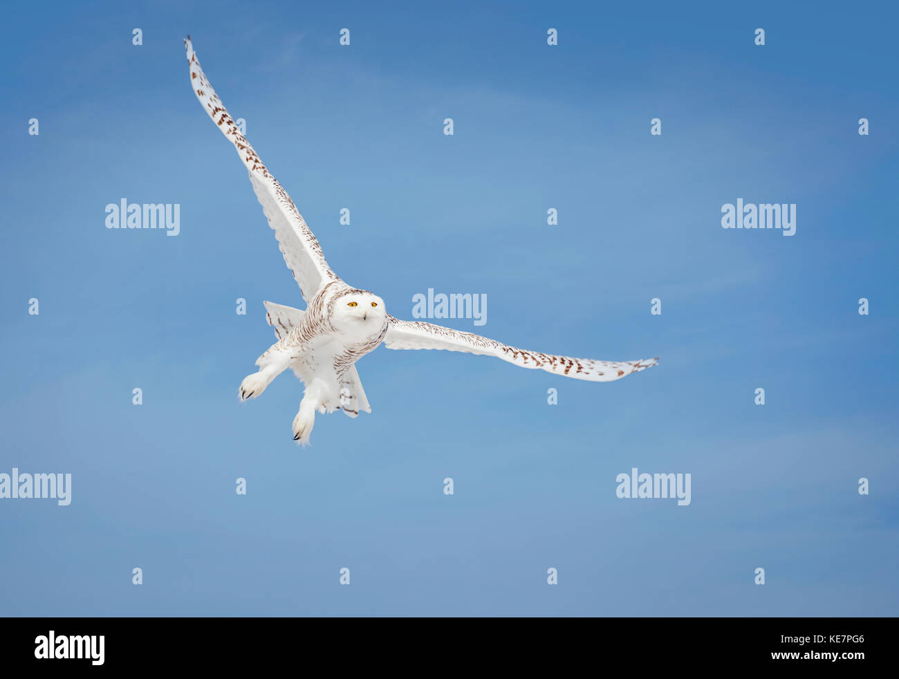 Civetta delle nevi (Bubo Scandiacus) in volo; Saulte Saint Marie, Ontario, Canada Foto Stock