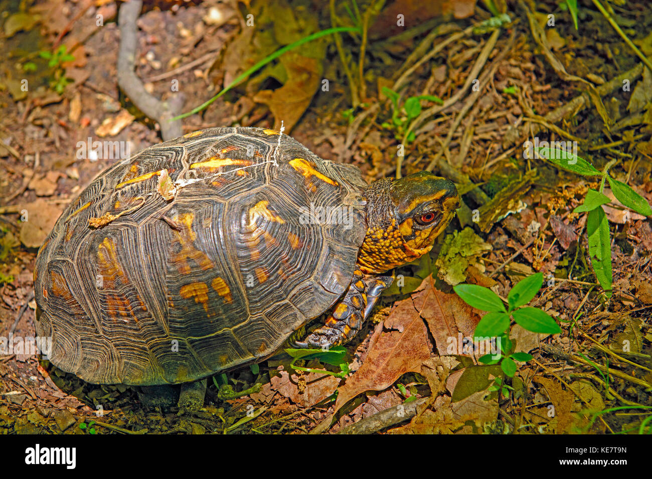 Tartaruga scatola in shawnee national forest in Illinois Foto Stock