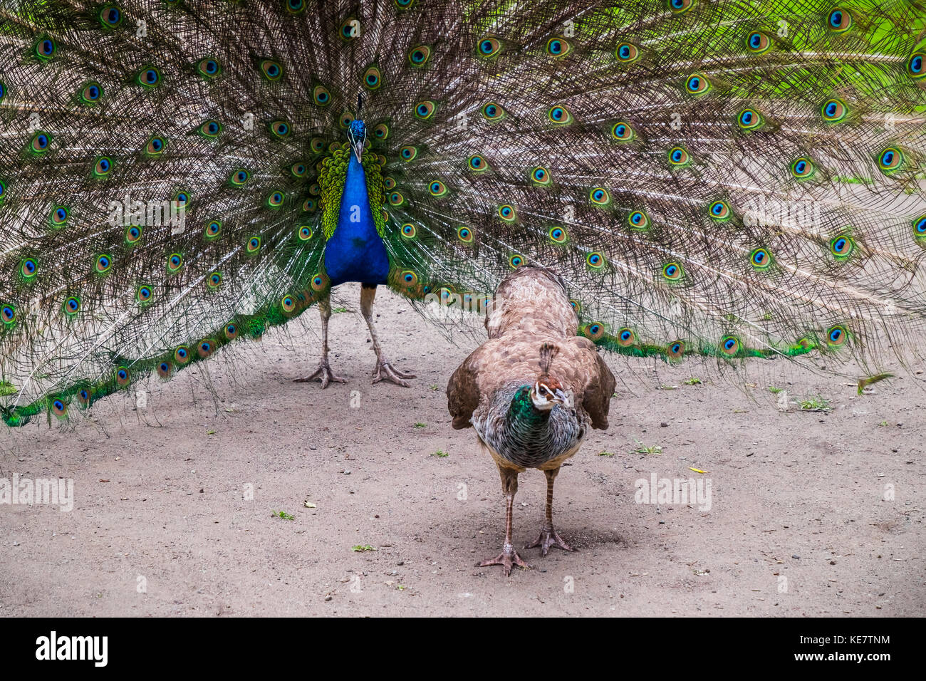 Un pavone che mostra Off in una danza di accoppiamento per attirare il Peahen, Beacon Hill Park, Victoria, British Columbia, Canada Foto Stock