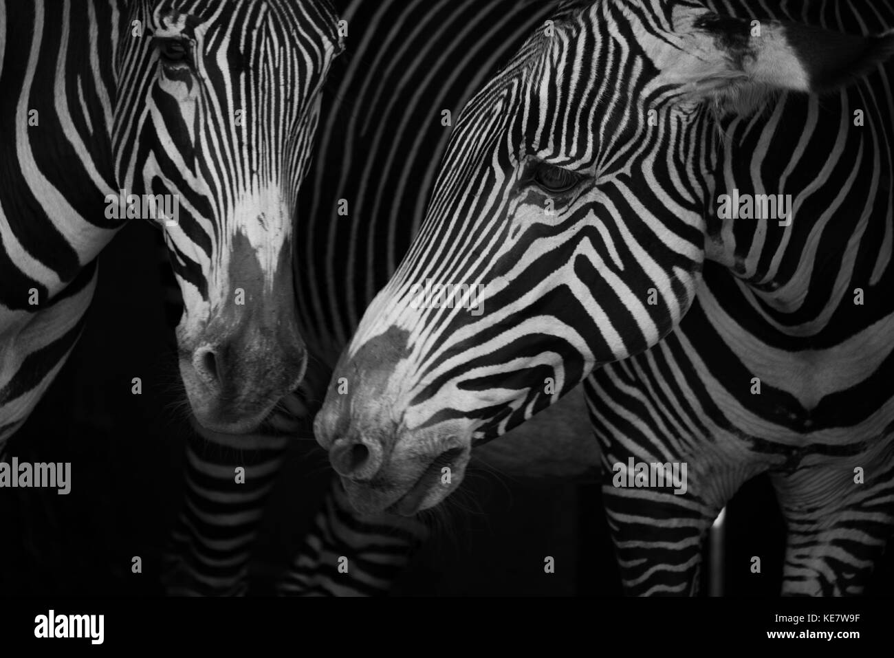 Primo piano di due di Grevy Zebra (Equus grevyi) affiancate; Cabarceno, Cantabria, SPAGNA Foto Stock