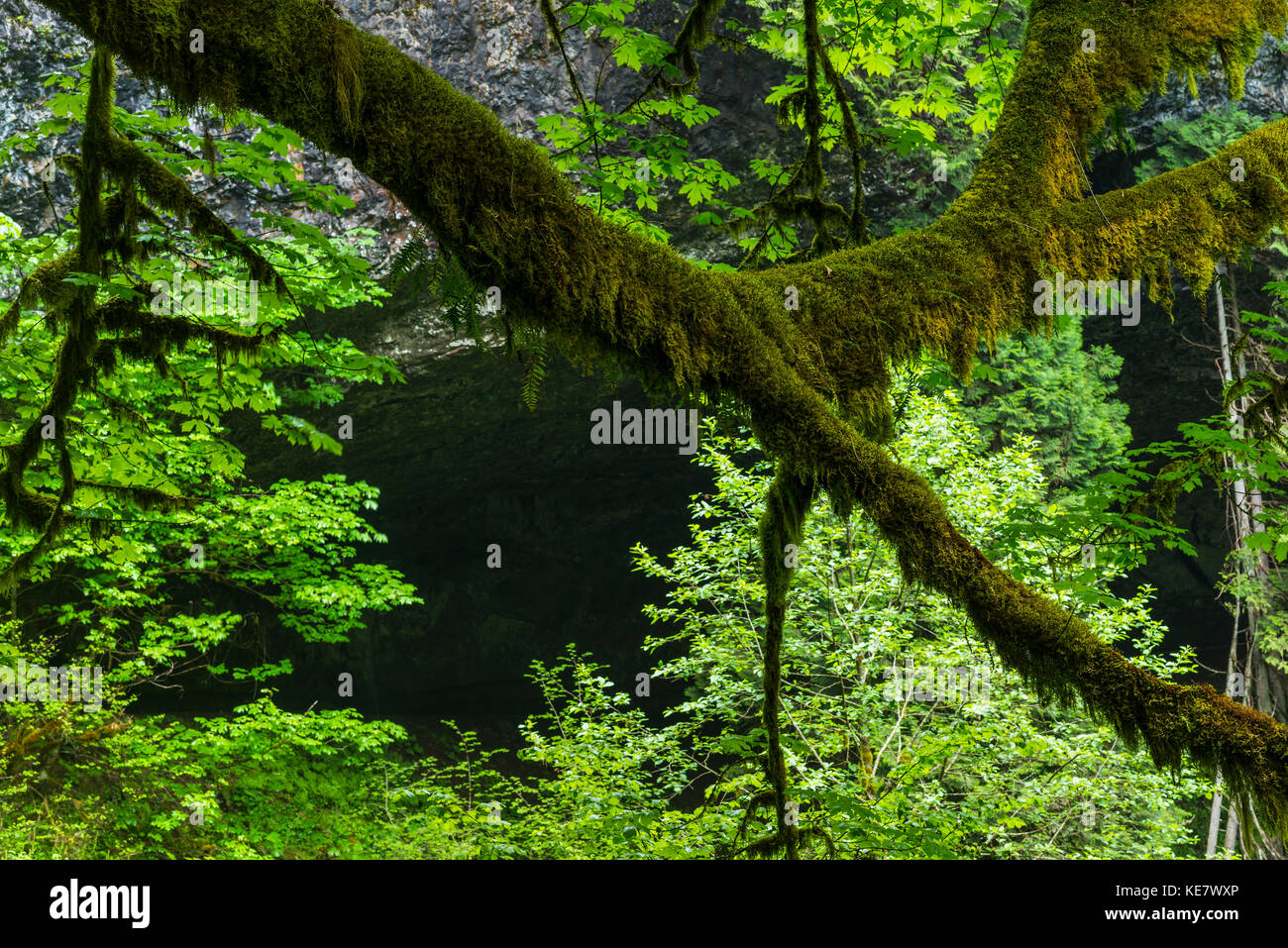 Il muschio cresce su un albero di Acero a Silver Falls State Park, Oregon, Stati Uniti d'America Foto Stock