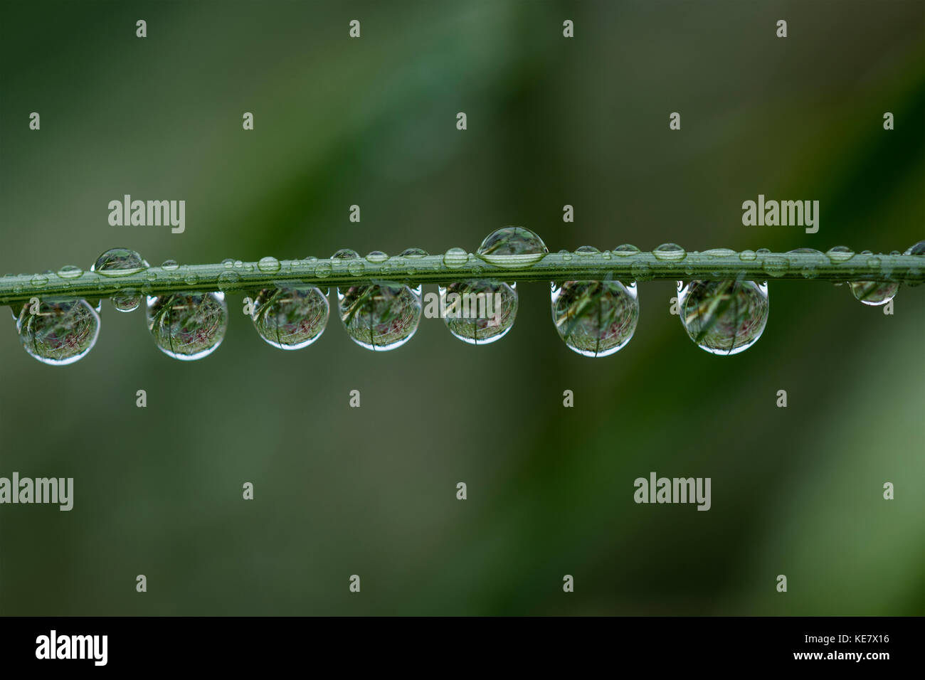 Gocce di pioggia si aggrappano a un gambo di erba; Astoria, Oregon, Stati Uniti d'America Foto Stock