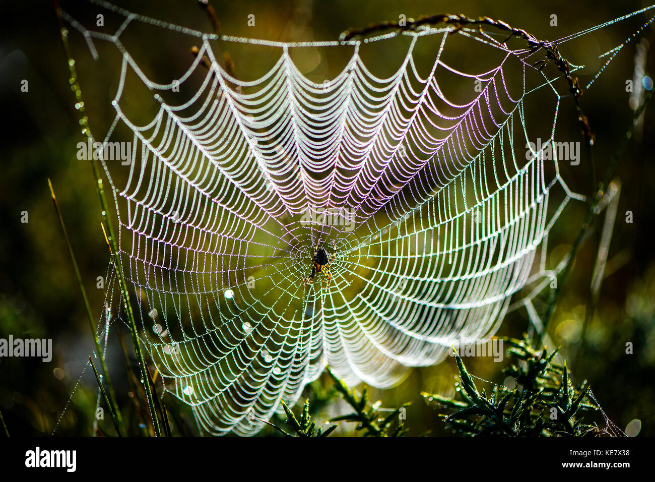 Una coloratissima spider web contemplati all'inizio di rugiada di mattina con un ragno sat nel mezzo . Foto Stock