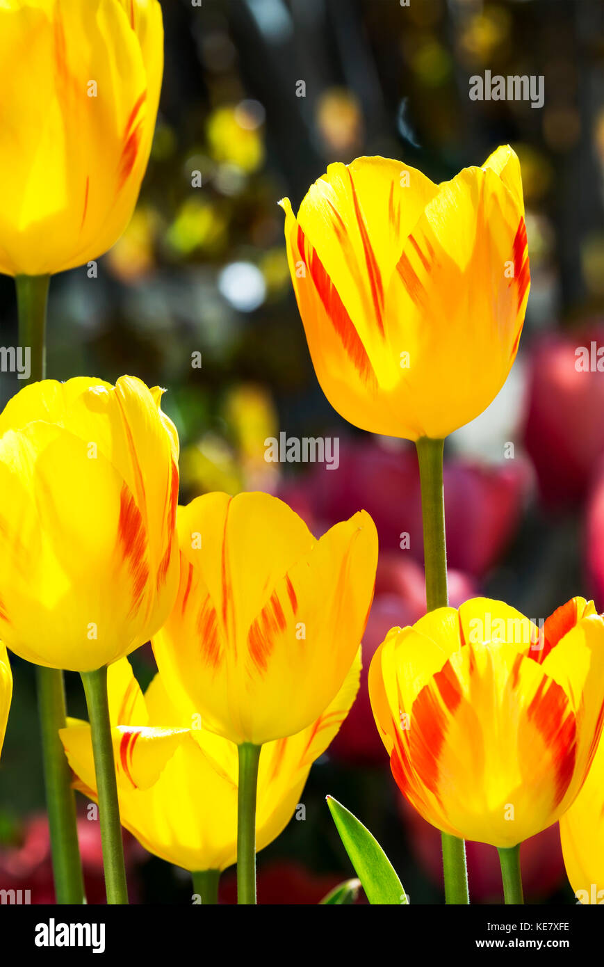Close-Up di tulipani arancione; retroilluminato a Calgary, Alberta, Canada Foto Stock