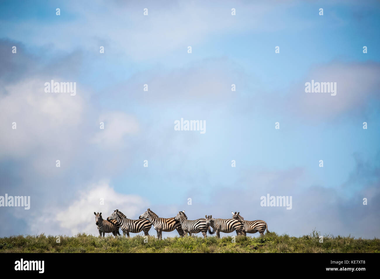 Zebre in piedi in un gruppo; Tanzania Foto Stock