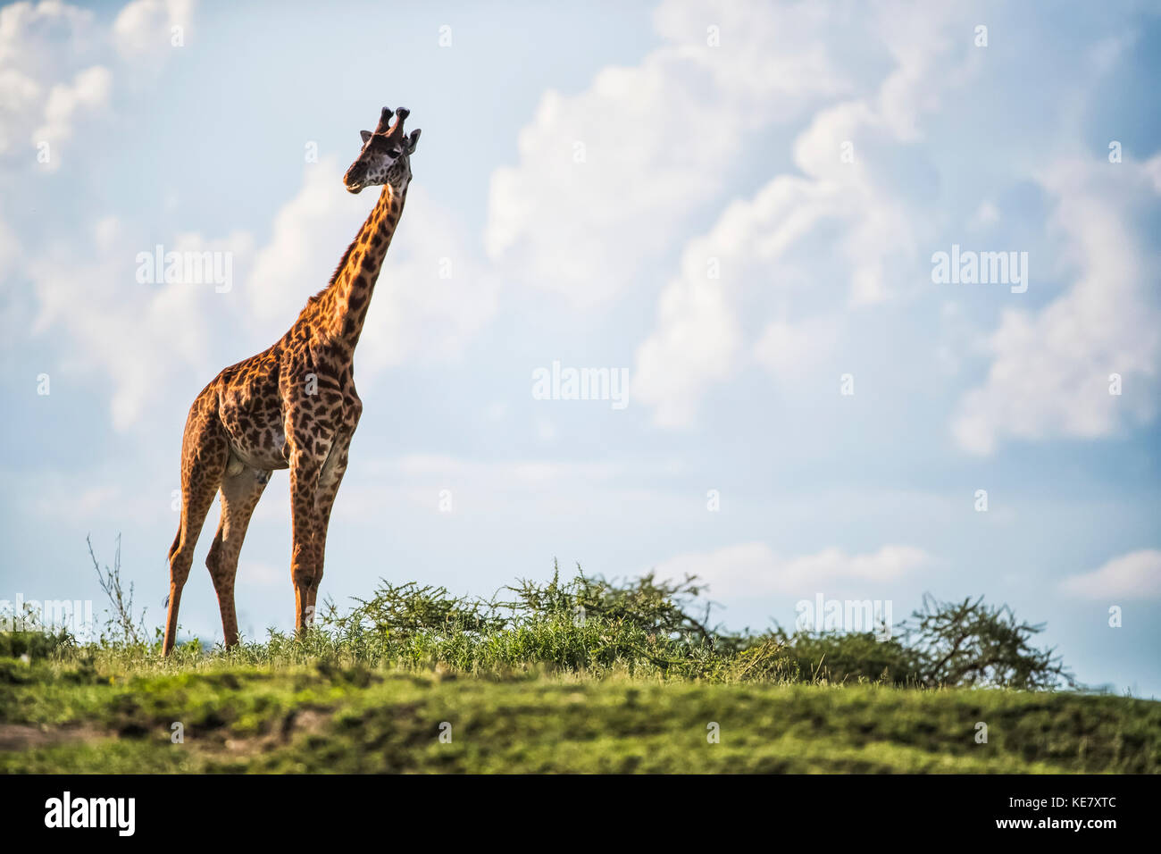 Ritratto di una giraffa in piedi nel Serengeti; Tanzania Foto Stock