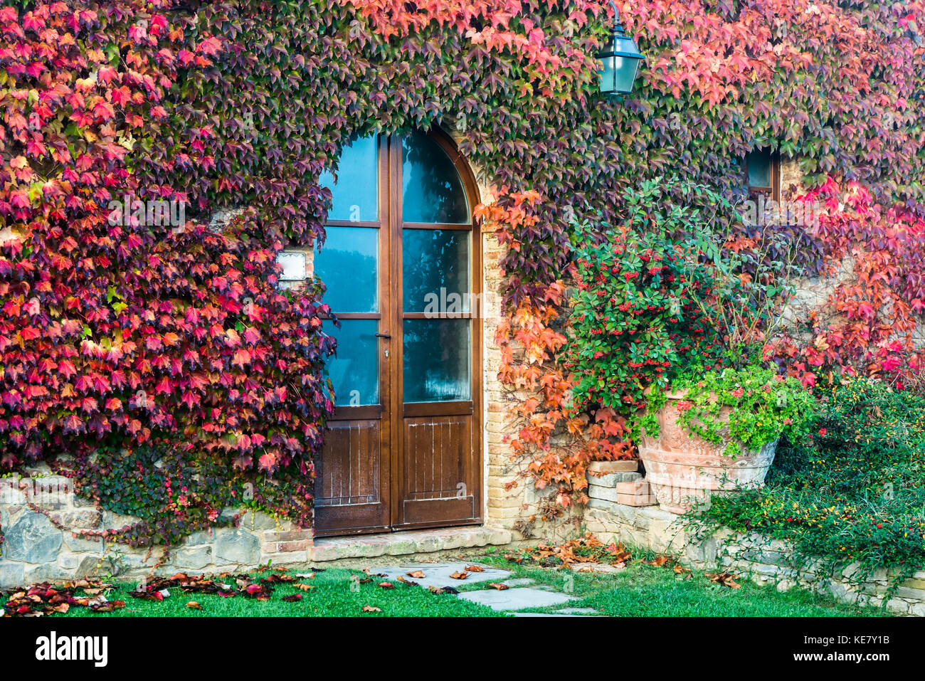 Un colorato autunno Ivy quasi completamente copre un privato Casa Toscana; Toscana, Italia Foto Stock