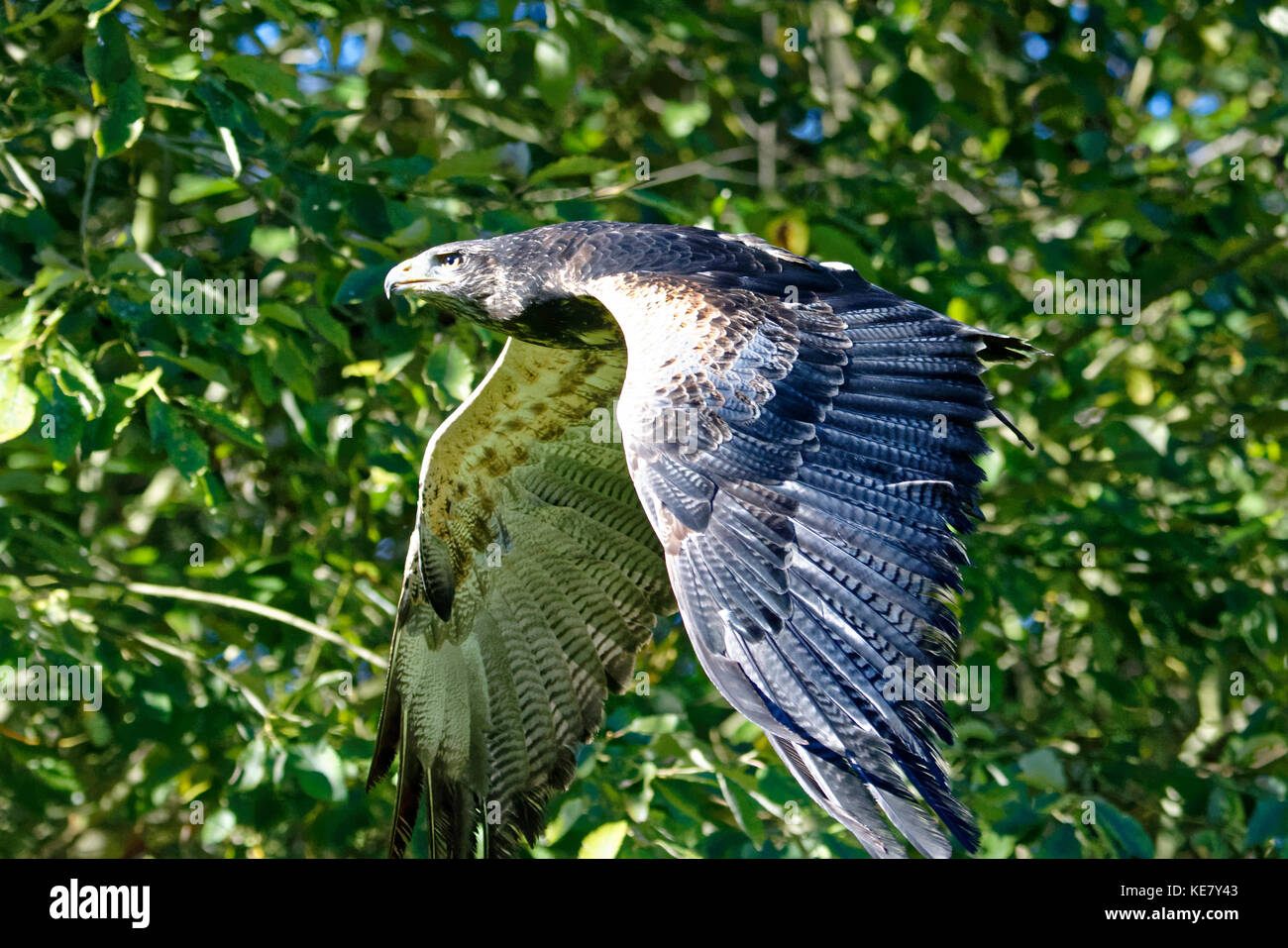 Der Aguja (Geranoaetus melanoleucus, auch Blaubussard, Kordillerenadler oder die Aguja Foto Stock