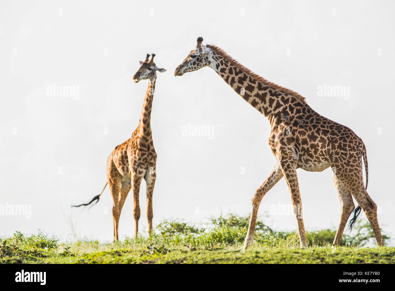 Giraffe (giraffa) in piedi sulle pianure del Serengeti; Tanzania Foto Stock