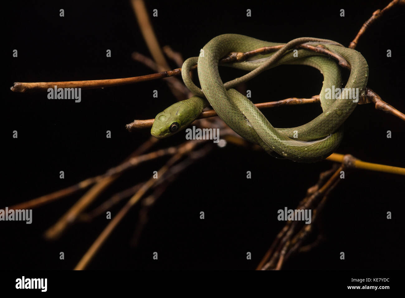 Un recente ruvida tratteggiata green snake come si trova avvolto a spirale su alcuni ramoscelli su una notte piovosa. Foto Stock