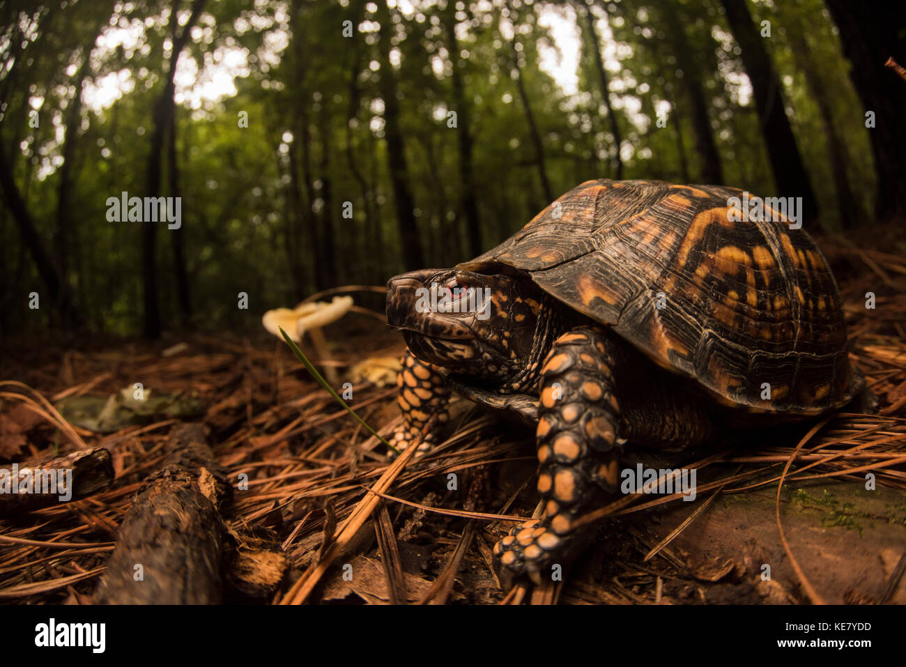 Una scatola orientale tartaruga (Terrapene carolina) accanto a un fungo sul suolo della foresta nella parte orientale della Carolina del Nord. Foto Stock