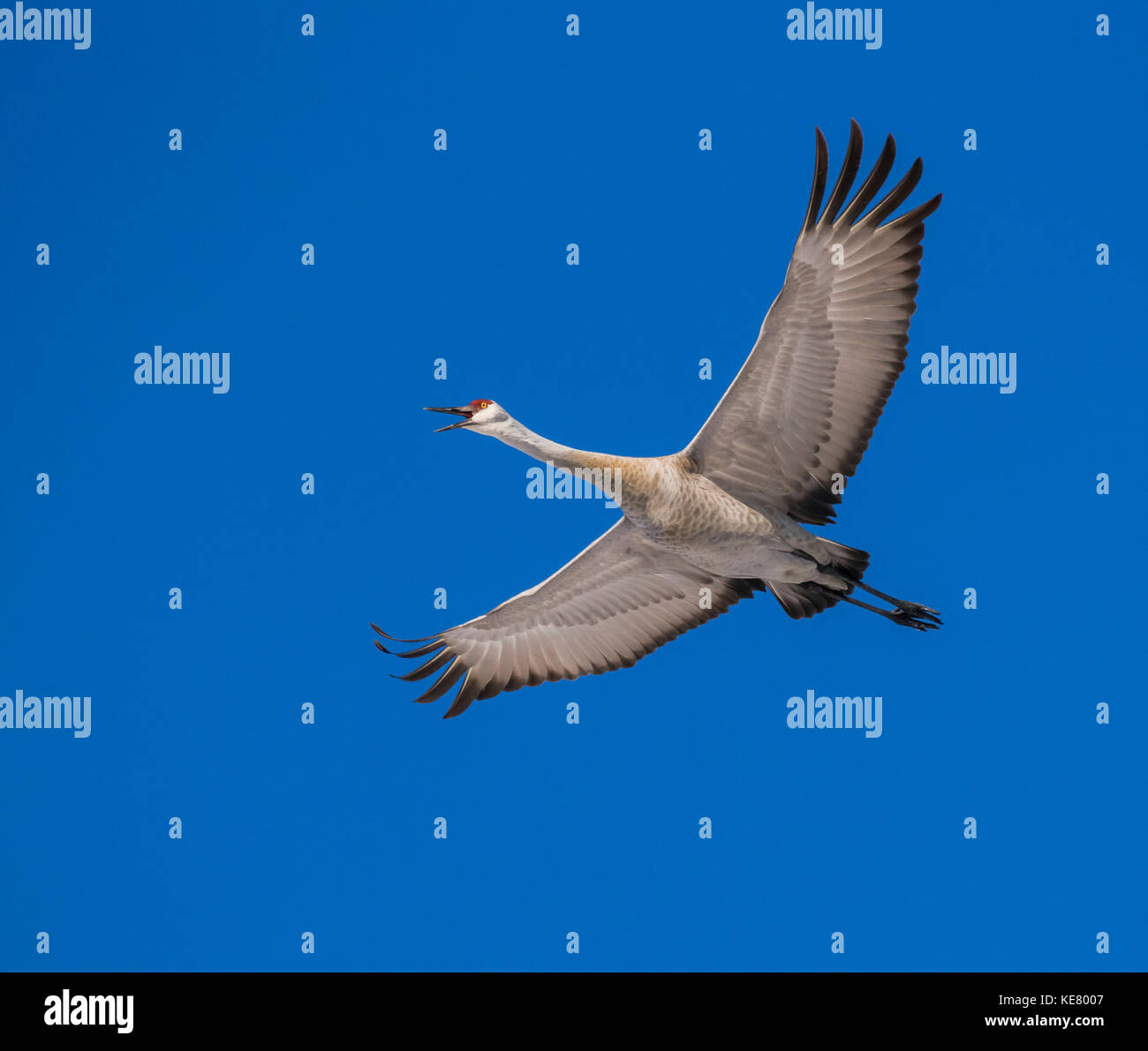 Sandhill gru (Grus canadensis) volare in un cielo blu; Foto Stock